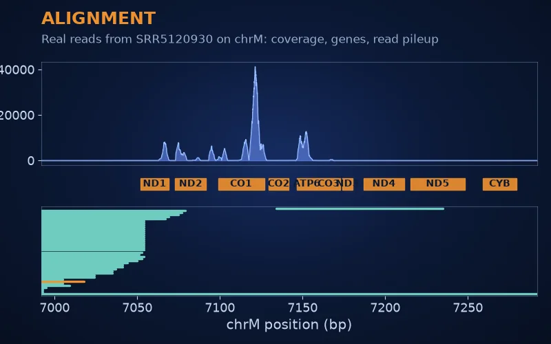 Read coverage across the mitochondrial genome with gene boxes and a pileup of individual reads