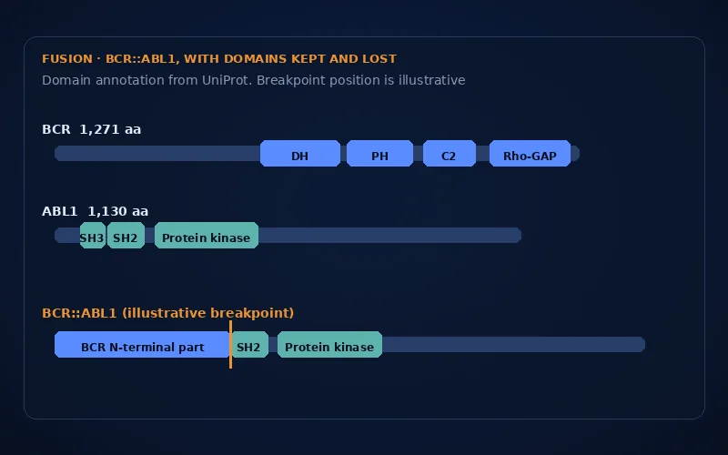 Protein domains of BCR and ABL1 and how a fusion keeps the ABL1 kinase domain