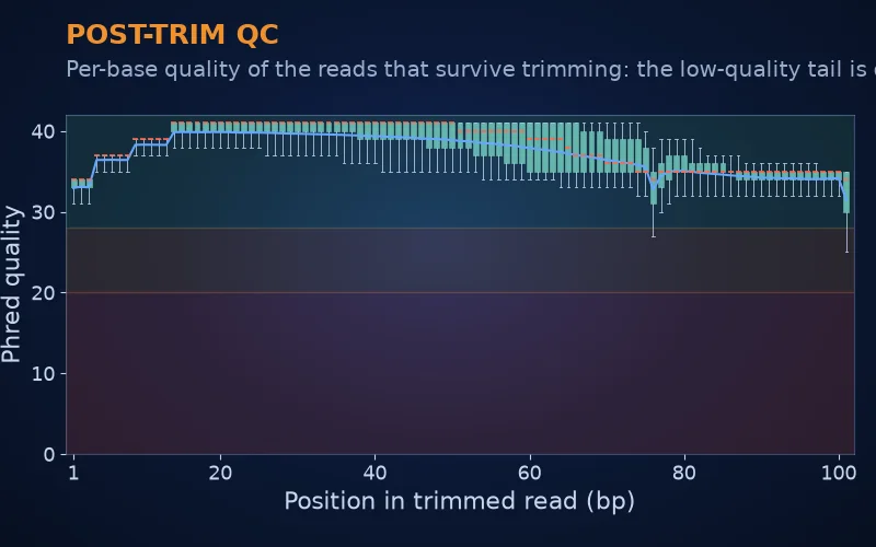 Per-base quality box plot of trimmed reads with the low-quality tail removed