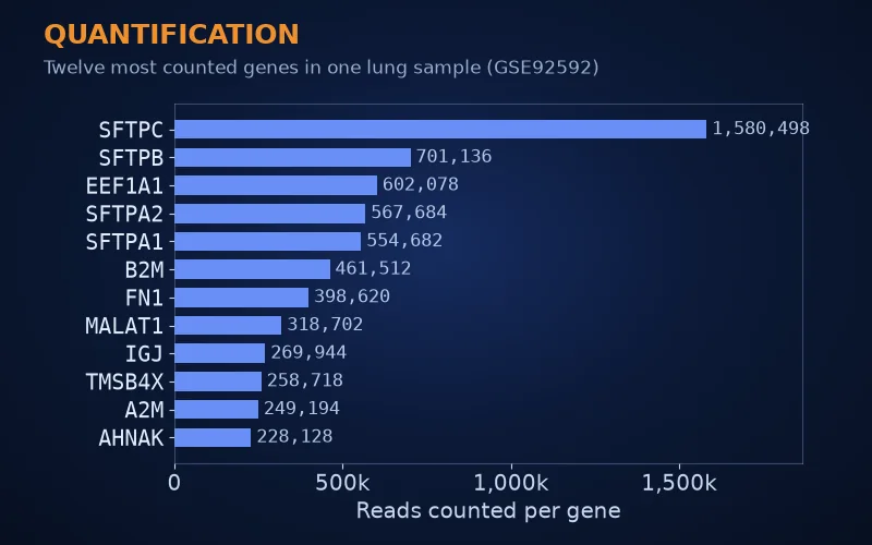 Bar chart of the twelve most counted genes in one lung sample