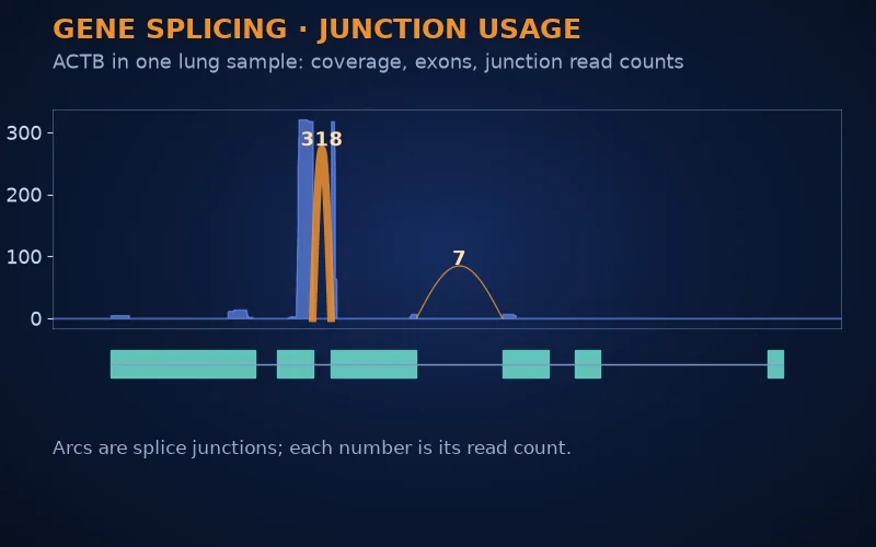 Read coverage over the ACTB gene with its exon model and arcs showing reads across splice junctions