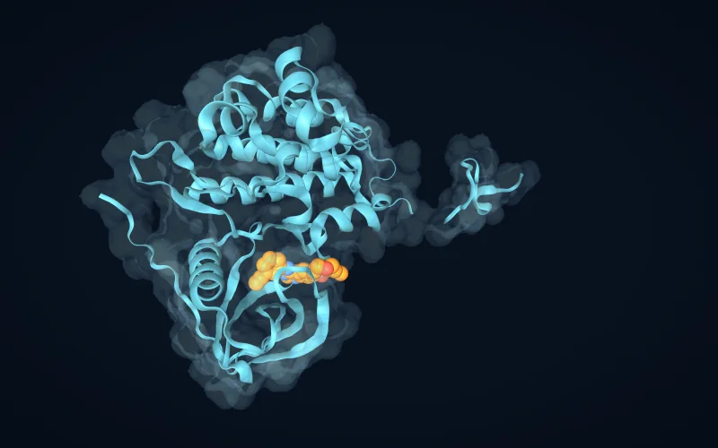 The EGFR kinase domain as a cartoon with a translucent surface and its bound inhibitor in spheres