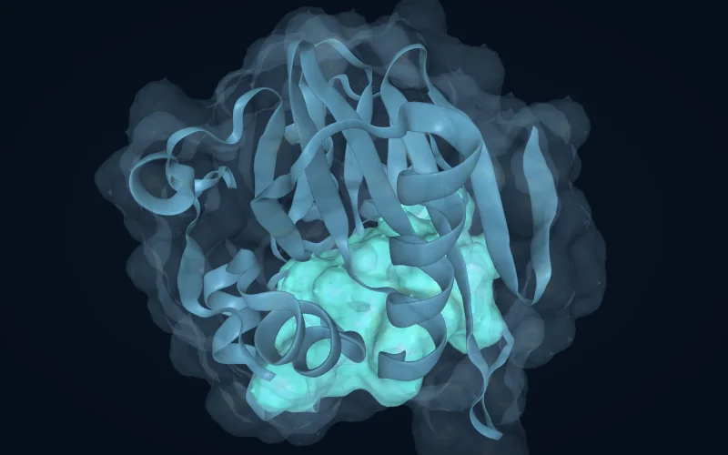 A protein surface with the ligand-binding cavity highlighted in teal