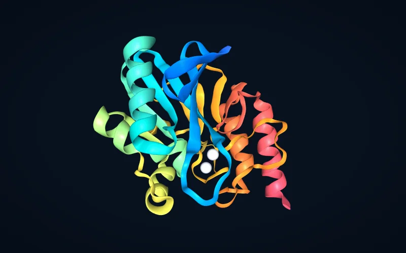 A protein fold coloured from amino to carboxyl terminus, with two zinc ions