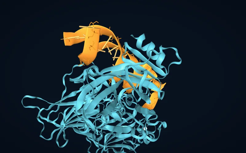 A protein bound to a DNA double helix